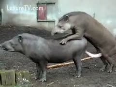 Rare pigs fucking in the stable caught on tape
